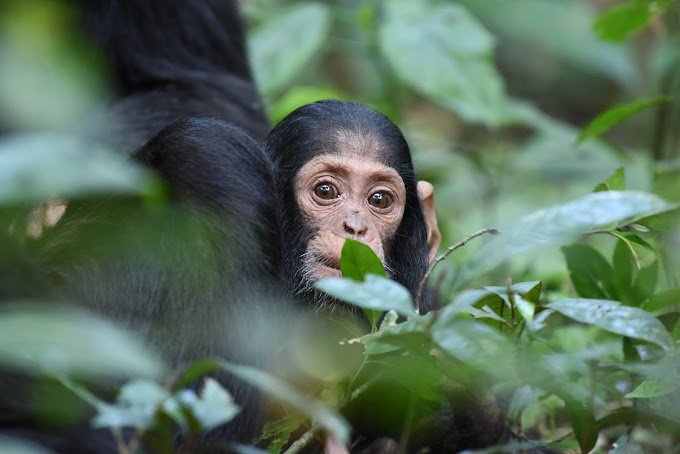 Kibale National Park