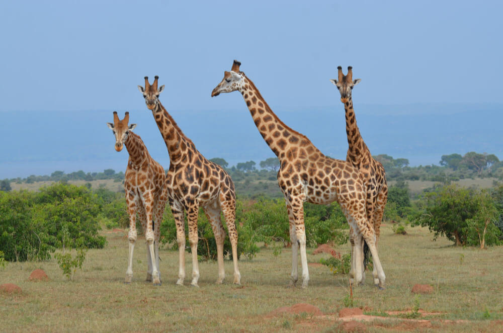 Kidepo Valley National Park