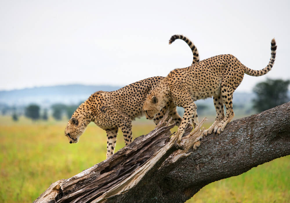 Lake Mburo National Park